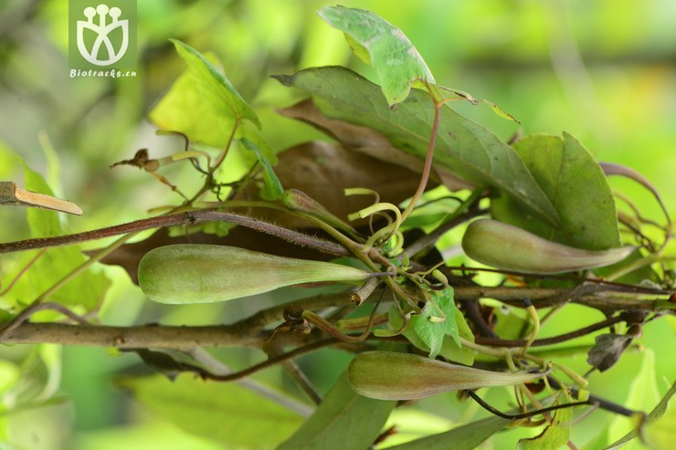 【栽培】aristolochia cinnabarina四川朱砂莲【h】2015-04-30xx-sc