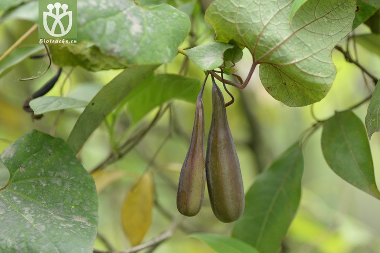 【栽培】aristolochia cinnabarina四川朱砂莲【h】2015-04-30xx-sc