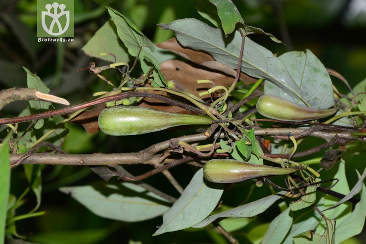 【栽培】aristolochia cinnabarina四川朱砂莲【h】2015-04-30xx-sc