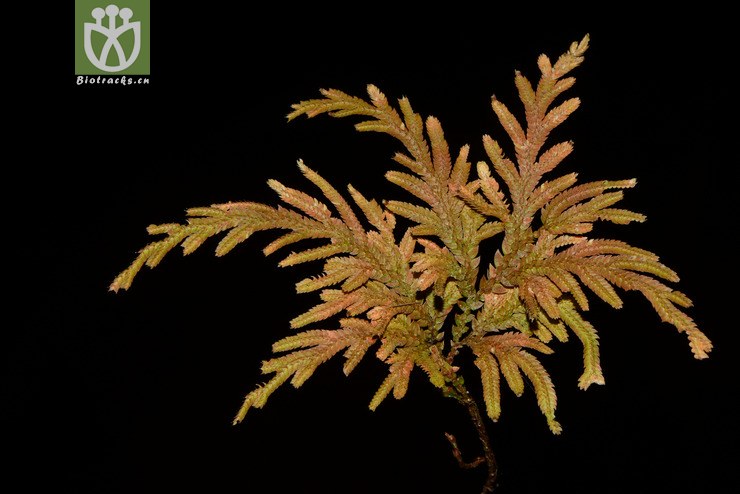 selaginella moellendorffii江南卷柏【b】2014-01-29xx-sc (18).