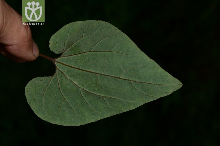 【栽培】aristolochia cinnabarina四川朱砂莲【h】2015-04-30xx-sc
