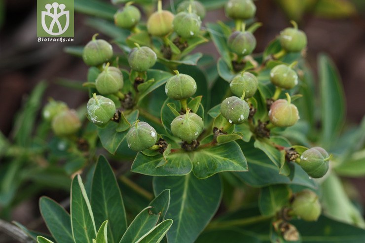 图片信息-kingdonia-植物云数据