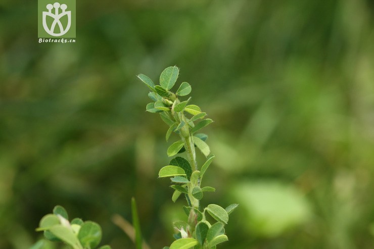 图片信息-kingdonia-植物云数据