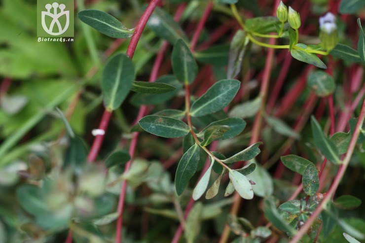 euphorbia micractina甘青大戟2009-08-04xx-xz (1).