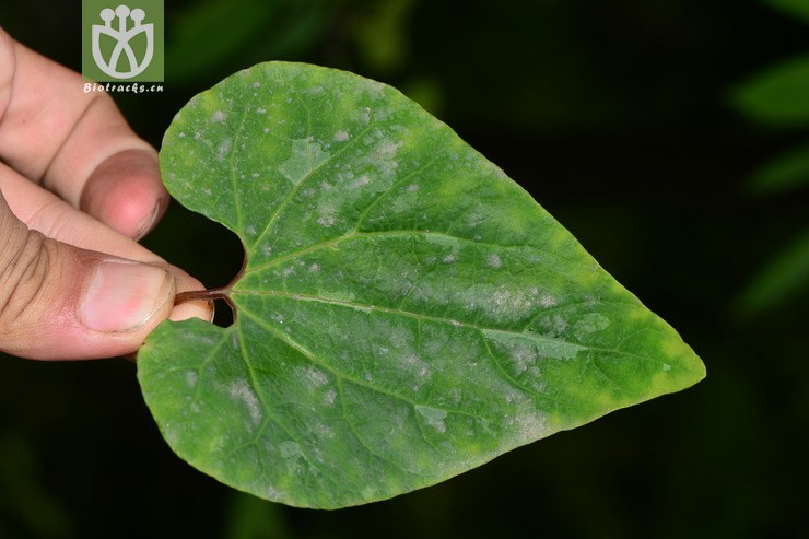 100% 【栽培】aristolochia cinnabarina四川朱砂莲【h】2015