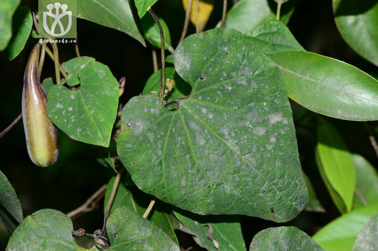 100% 【栽培】aristolochia cinnabarina四川朱砂莲【h】2015-04-30xx