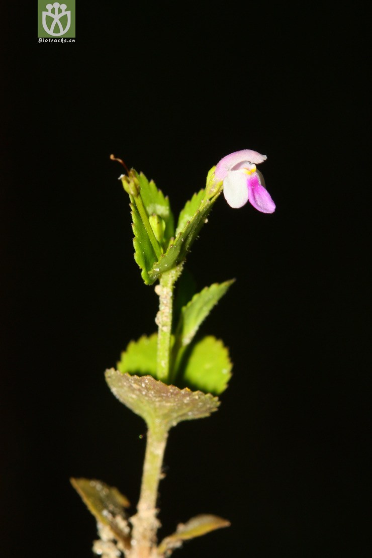 lindernia nummularifolia寬葉母草【g】2012-08-15xx-xz (8).