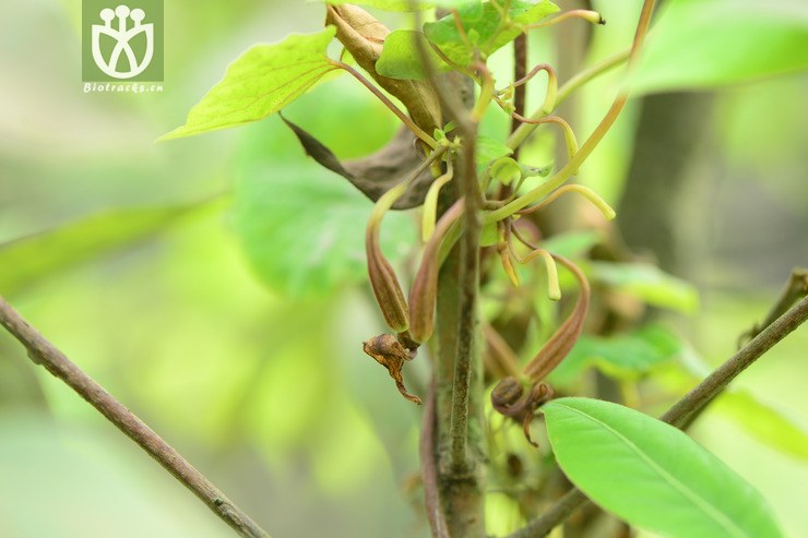 【栽培】aristolochia cinnabarina四川朱砂莲【h】2015
