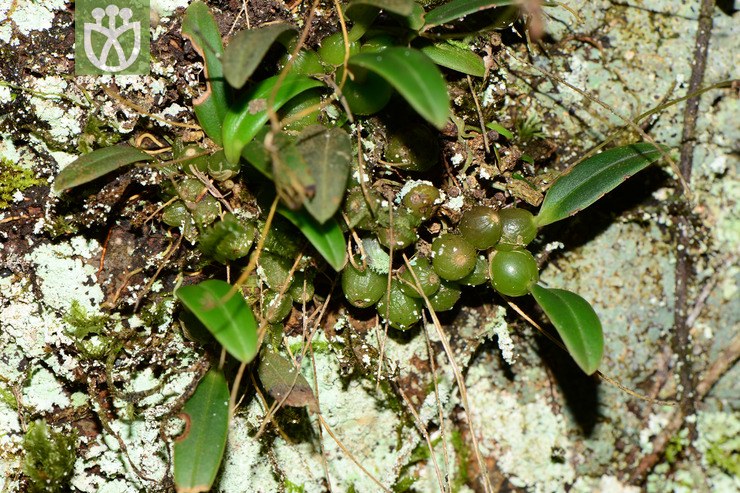 bulbophyllum levinei齒瓣石豆蘭【可以處理】2014-09-07xx-zj (5).