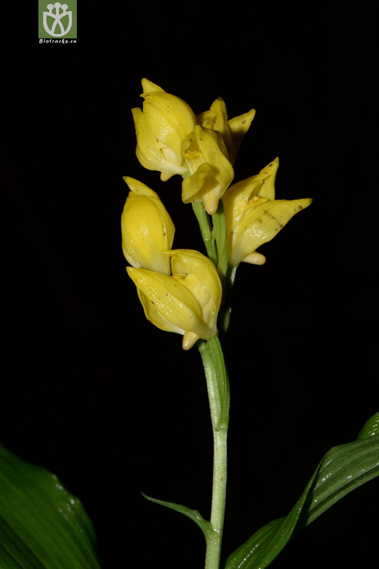 cephalanthera falcata金兰【g】2015-05-04xx-cq (10).