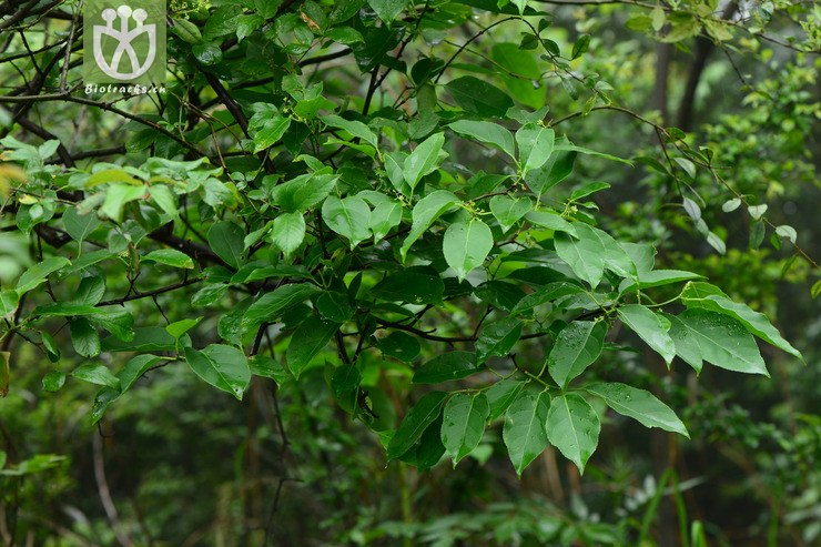 celastrus gemmatus大芽南蛇藤【可以处理】2015-05-04xx-cq (15).