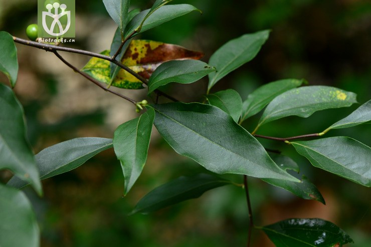 图片信息-kingdonia-植物云数据