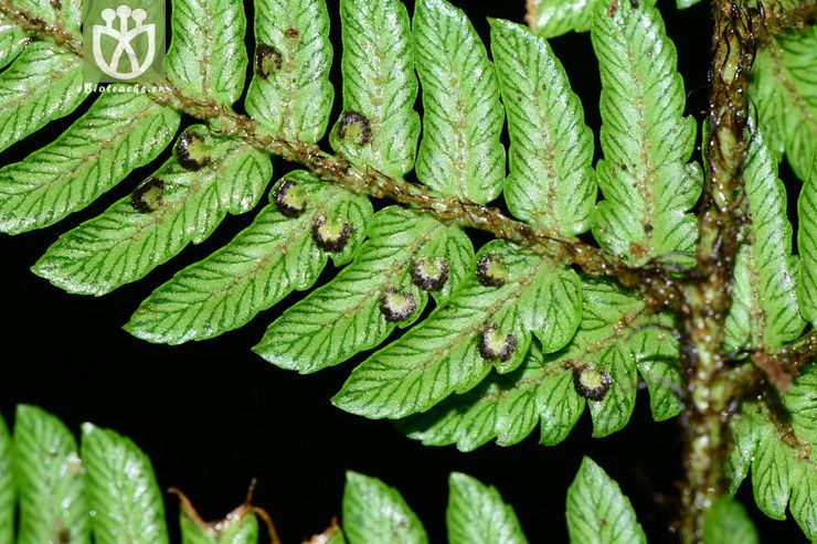 dryopteris setosa两色鳞毛蕨【可以处理】2015-07-25xx-zj (24).