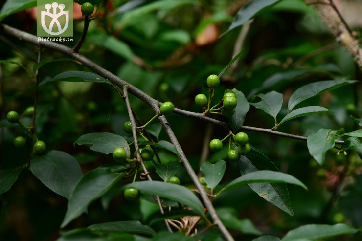 图片信息-kingdonia-植物云数据