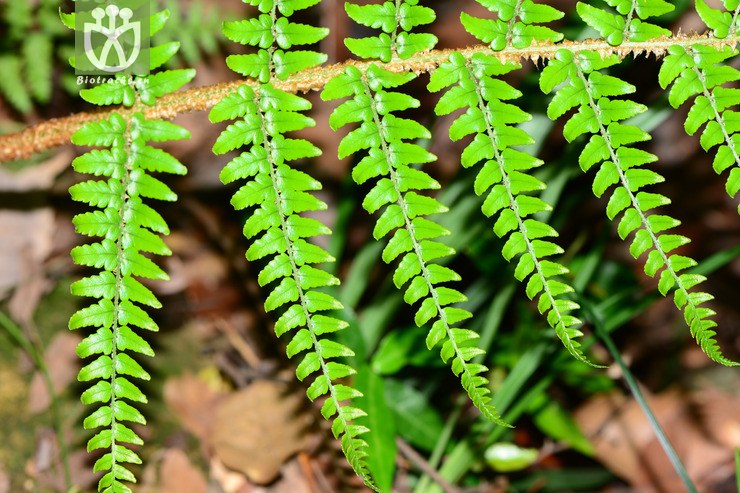 dryopteris championii阔鳞鳞毛蕨【可以处理】2015-05-12xx-zj (6).