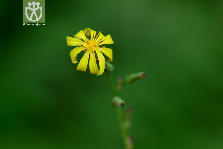 lactuca raddeana毛脉翅果菊【g】2014-09-07xx-zj (4).