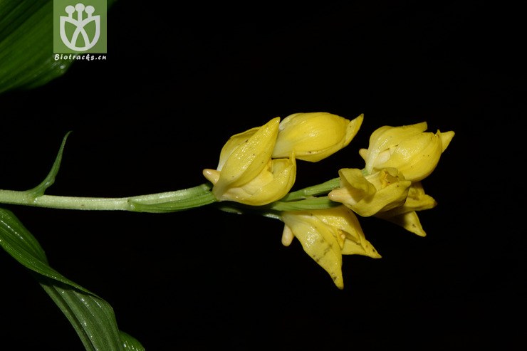 cephalanthera falcata金兰【g】2015