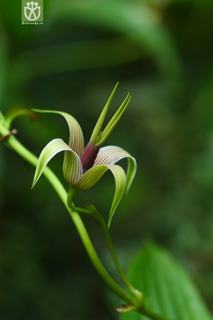 图片信息-kingdonia-植物云数据