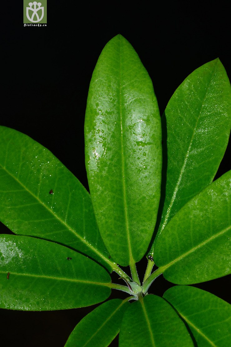 rhododendron fortunei云锦杜鹃【可以处理或加g】2015-05-10xx-zj
