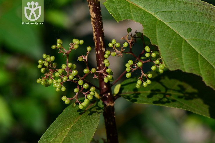 subglabra秃红紫珠【hgy】2014-09-07xx-zj (1 相邻时间拍摄的照片