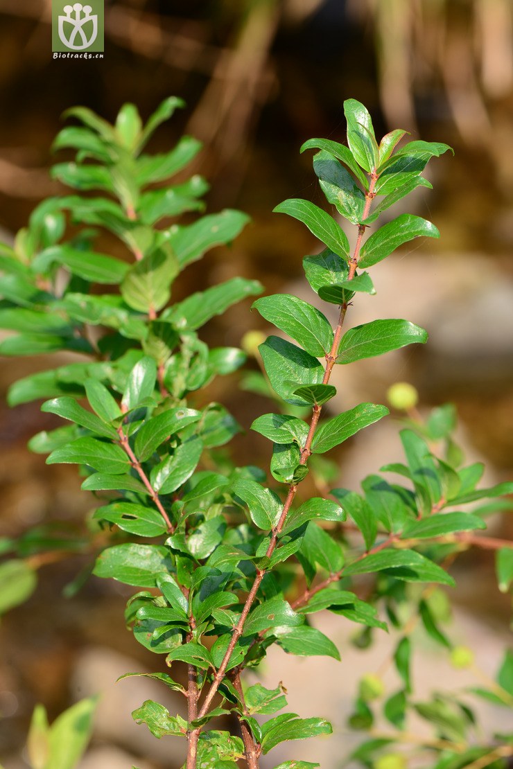 adina rubella细叶水团花【g】2014-09-27xx-zj (4).