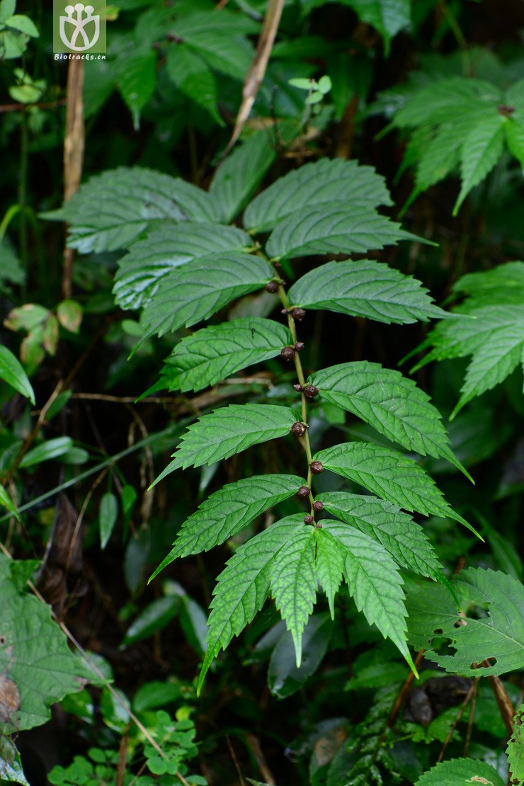 elatostema stewardii庐山楼梯草【h】a2014-09-07xx-zj (3).