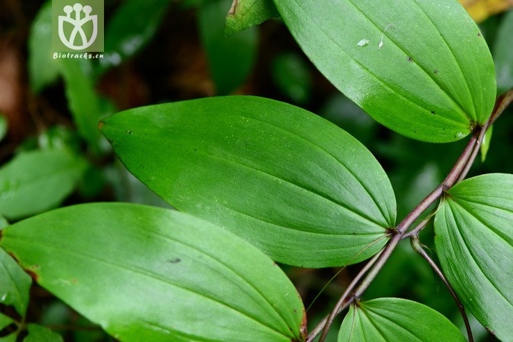 polygonatum filipes长梗黄精【zhg】2014-09-07xx-zj (1).
