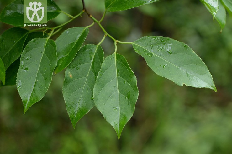 celastrus gemmatus大芽南蛇藤【可以处理】2015-05-04xx-cq (18).