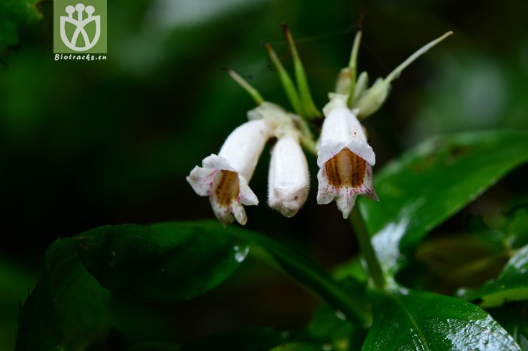 hemiboea subcapitata降龙草【可以处理】2014-09-07xx-zj (14).
