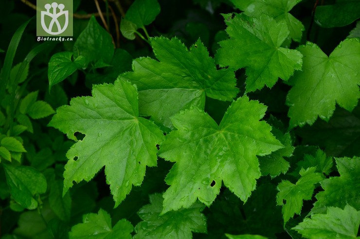 图片信息-kingdonia-植物云数据
