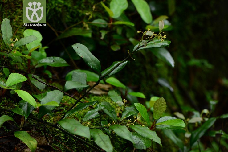 sabia swinhoei尖叶清风藤【g】2015-05-04xx-cq (0).