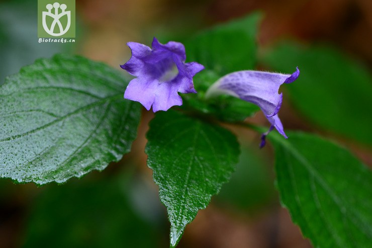 图片信息-kingdonia-植物云数据