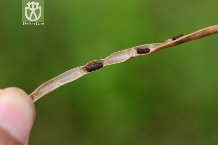 vigna umbellata赤小豆【可以处理】2014-09-14xx-zj (1).