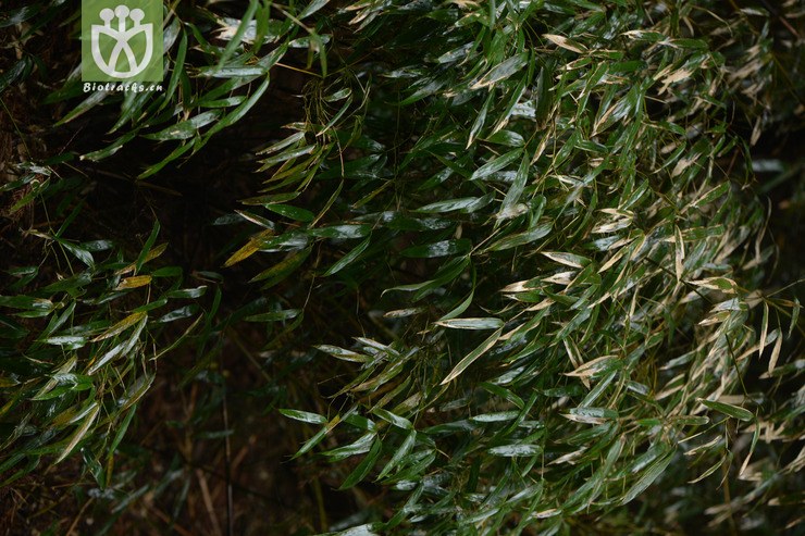 chimonobambusa communis平竹【h】2015-05-03xx-cq (18).