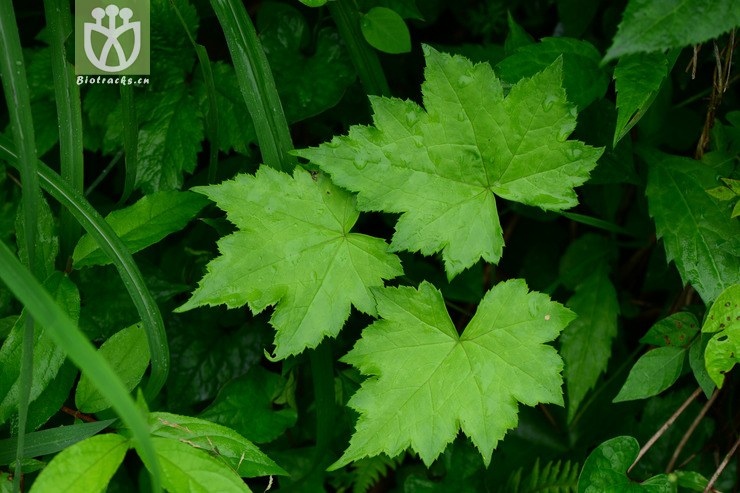 cimicifuga japonica小升麻【zhg】2015-05-10xx-zj (3).