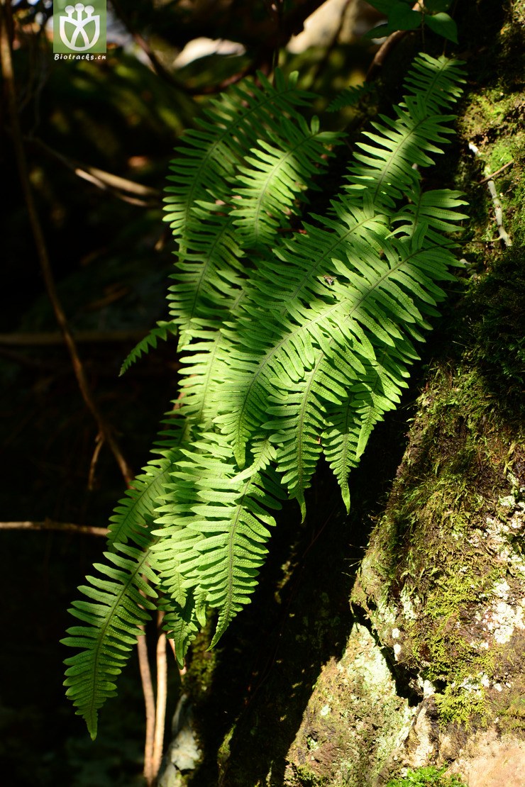 polypodiodes niponica日本水龙骨【可以处理】2014-09-07xx-zj (1).