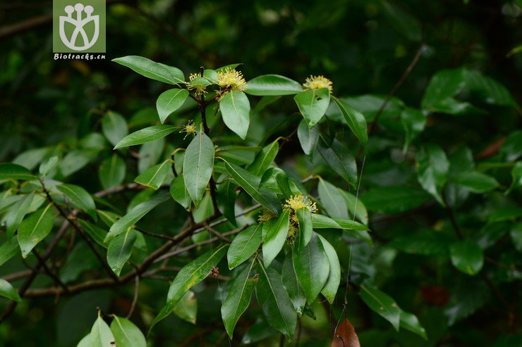 图片信息-kingdonia-植物云数据