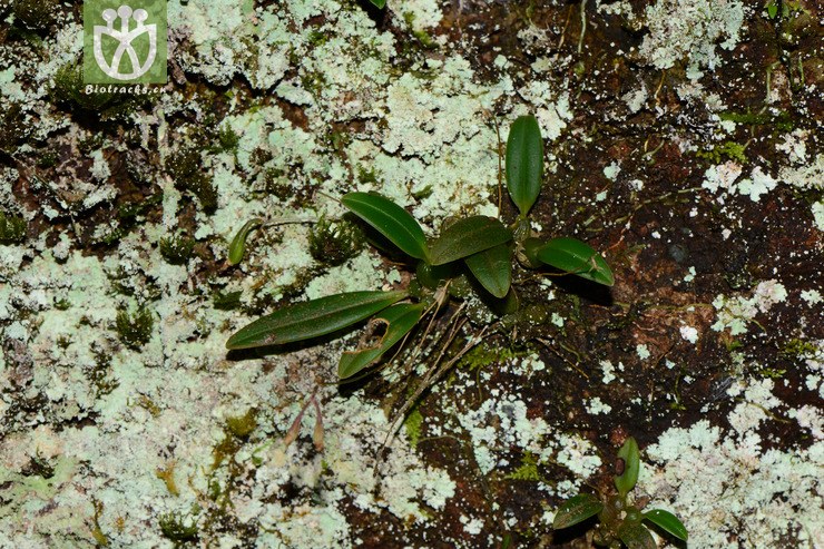 bulbophyllum levinei齿瓣石豆兰【可以处理】2014-09-07xx-zj (8).