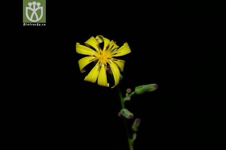 lactuca raddeana毛脉翅果菊【g】2014-09-07xx-zj (6).