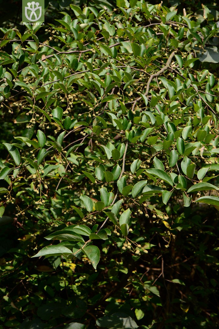 45% pterostyrax corymbosus小叶白辛树【h】2014-09-07xx-zj (1).