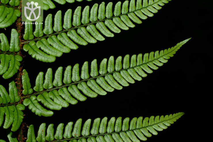 dryopteris championii阔鳞鳞毛蕨【可以处理】2015-06-06xx-zj (16).