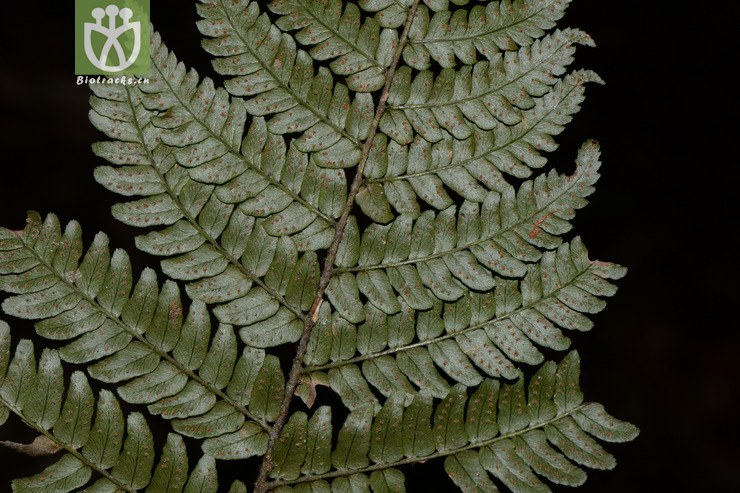 dryopteris championii阔鳞鳞毛蕨【可以处理】2015-05-12xx-zj (16).