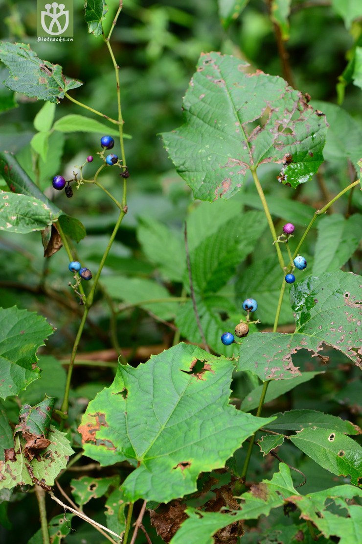 kulingensis牯岭蛇葡萄【zh】2014-09-07xx- 相邻时间拍摄的照片