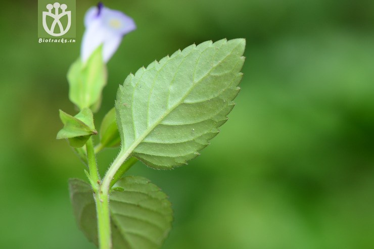 torenia violacea紫萼蝴蝶草【g】2014-09-07xx-zj (7).
