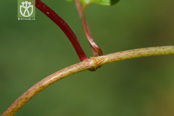 fallopia denticulata齿叶蓼2010-07-24xx-yn (18).jpg