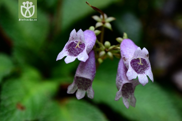 briggsia chienii浙皖粗筒苣苔【可以处理】a2014-09-07xx-zj (9).