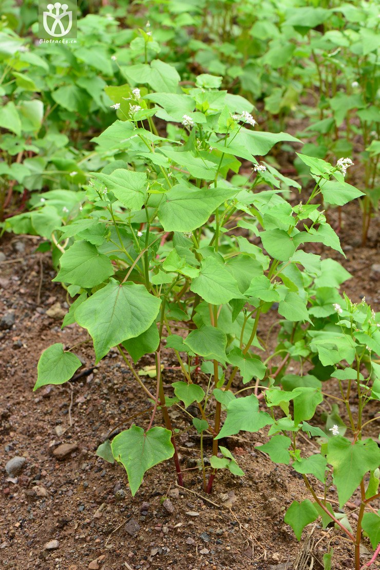 图片信息-kingdonia-植物云数据