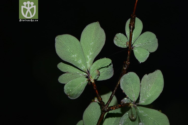 lonicera tangutica唐古特忍冬【可以处理】2015-05-03xx-cq (4).