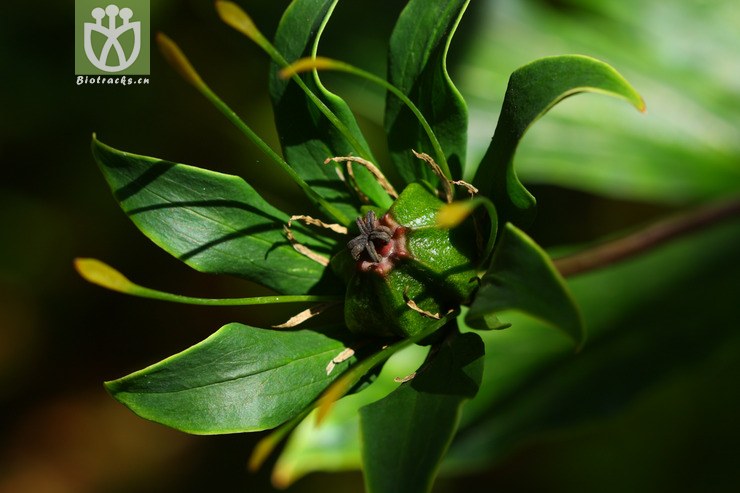 paris polyphylla var. yunnanensis宽瓣重楼2010-07-24xx-yn (0).