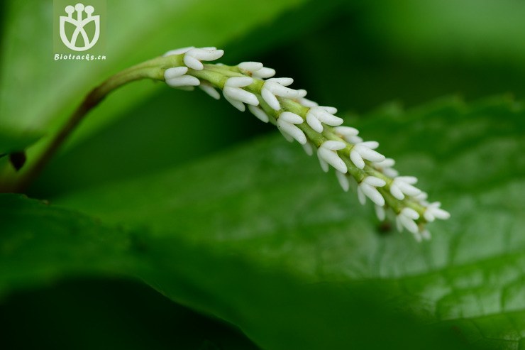 henryi宽叶金粟兰【可以处理】2015-05-10xx-zj     相邻时间拍摄的